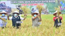 Gubernur Sumsel Bersama Bupati Banyuasin Lakukan Panen Perdana di Kecamatan Rantau Bayur