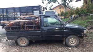 Team Trabazz Polsek Gunung Megang Amankan 4 (empat) Pelaku Pencuri Buah Sawit