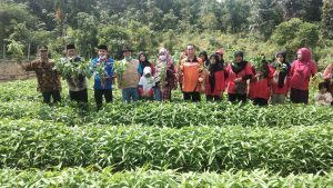 Sukardi,SP wakil ketua DPRD Kab. Banyuasin Hadir Panen Raya Ke-II Tanam Sayur-sayuran di kebun KWT Desa Pangkalan Panji