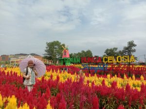 Taman Bunga Celosia Kembali Di Buka Besok