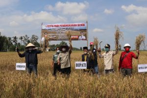 Bupati Banyuasin dan Herman Deru Panen Raya IP 200 di Desa Telang Jaya