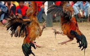 Basmi Penyakit Masyarakat , Polda Sumsel Lakukan Penggerebekan Judi Sabung Ayam