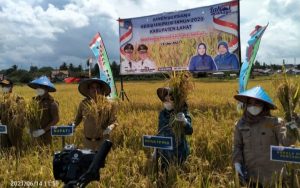 Bupati Lahat Panen Padi Bersama Kegiatan PATB di Desa Tanjung Payang