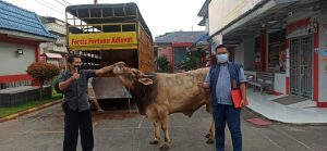 Lapas Kelas IIA Lahat Terima Bantuan Hewan Kurban 2 Ekor Sapi dan 1 Kambing