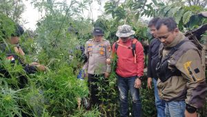 Ladang Ganja Siap Panen Seluas 1,5 Hektar di Kebun Kopi Berhasil di Ungkap Polres Lahat