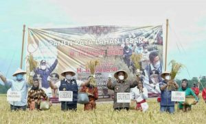 Bupati Banyuasin Melakukan Panen IP 100 Sawah Lebak Di Kecamatan Rantau Bayur