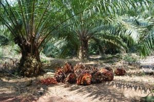 Kelapa Sawit di Riau Seakan Jadi Primadona, Aktivis Larshen Yunus: “Kehadirannya Seperti ibu Tiri”