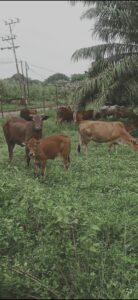 Pengguna Jalan Keluhkan Adanya Ternak Warga Mengganggu Pengguna Jalan