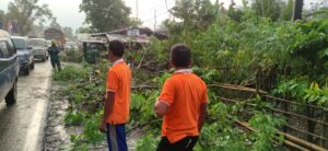 Pohon Tumbang di Desa Bengkurat, Sebabkan Macet Panjang