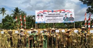 Dukung Swasembada Pangan, Kodim 0405/Lahat Panen Raya Jagung