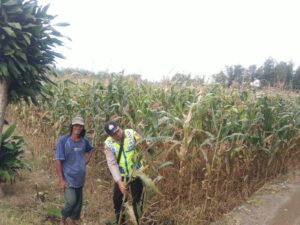 Bhabinkamtimas Polsek Jarai Polres Lahat Memantau Kebun Jagung