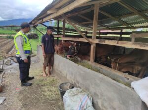 Bhabinkamtibmas Polsek Jarai Polres Lahat Memantau Perkembangan Peternakan Sapi