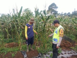 Bhabinkamtibmas Polsek Jarai Giat Ketahanan Pangan Memantau Ladang Jagung