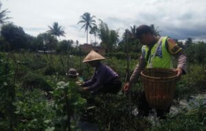 Dukung Ketahanan Pangan Bhabinkamtibmas Polsek Jarai Polres Lahat  Pantau Petani Cabe dan Tomat