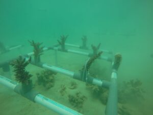 Bukit Asam Konservasi Terumbu Karang di Pulau Pahawang