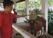 Pemkab Lahat Salurkan 45 Hewan Kurban, 3 Ekor Sapi Dari PJ Bupati Lahat