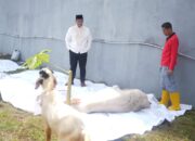 Kemenkumham Sumsel Salurkan 115 Hewan Kurban ke Masyarakat