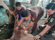 Idul Adha 1445 H, Kejari Lahat Pemotongan Hewan Qurban 5 Sapi dan 1 Kambing