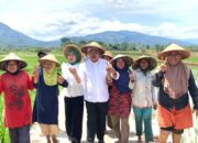 Komitmen Tingkatkan Penghasilan Kopi dan Sawah, Bursah -Widia Tinjau Lahan Pertanian