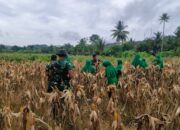 HUT Persit KCK Ke-80 Tahun, Kodim 0405/Lahat Melaksanakan Lomba Permainan Tradisional Serta Panen Raya Jagung dan Sayur